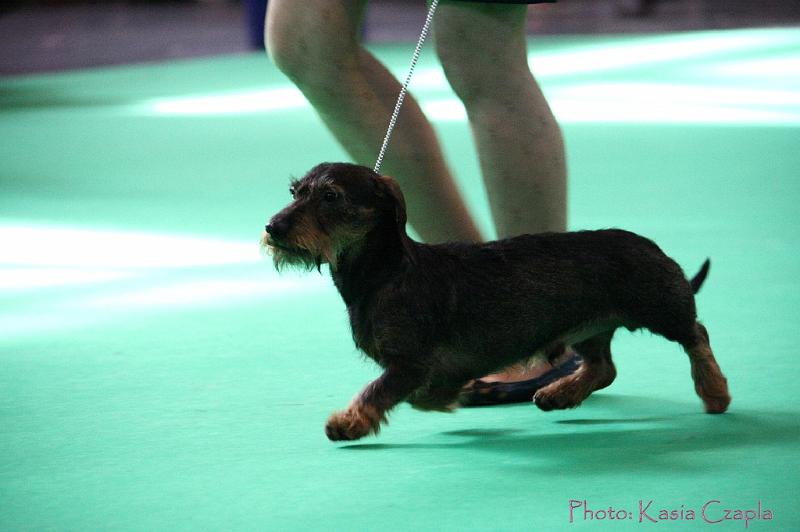 Crufts2011_2 862.jpg